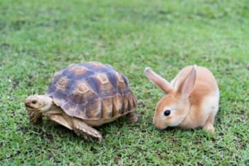 『寓話』と『童話』の違いとは？イソップ物語はどっち？
