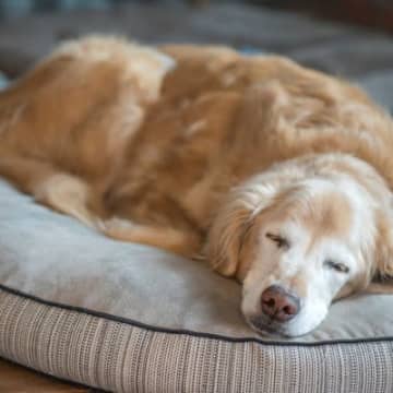 犬が『老化』してきたときみせるサイン5選　些細な行動の変化にいち早く気づく方法とは？
