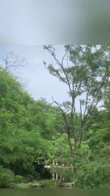 中国・桂林市の公園で水に飛び込むサルが話題に