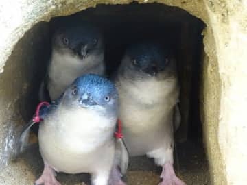 手のひらサイズ「世界最小のペンギン」　ちっちゃカワイイ！…と思いきや、「意外すぎる3つの生態」