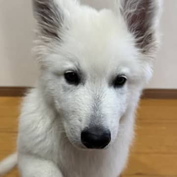 大型犬の赤ちゃんが『おての練習』をしたら…生後２ヵ月とは思えない『立派すぎるおてて』に1万いいね集まる「大きくなる証拠」「さすが大型」