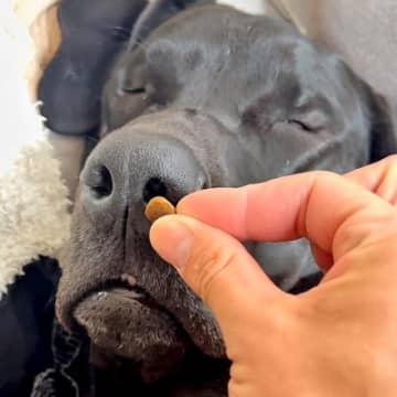 爆睡中の大型犬に『おやつの匂い』を嗅がせてみた→次の瞬間…『衝撃の反応』と結末が660万再生「死ぬほど笑ったｗ」「不細工すぎて草」と爆笑