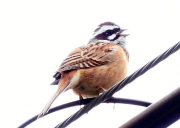 新緑の表丹沢、さえずりに耳澄ませ　秦野・ヤビツ峠で野鳥の生態学ぶ観察会