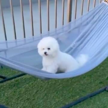生まれて初めて『ハンモック』に乗った犬→楽しんでくれるかと思ったら…まさかの『愛おしい反応』に「ゆらゆら可愛い」と1万いいね集まる