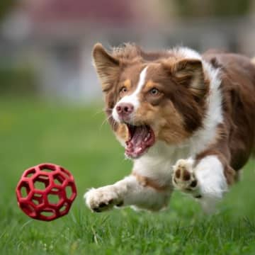 犬がみせる『野性的な行動』11つ　本能による仕草の理由や対処法をご紹介