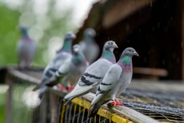 勢いよく走る鳩が止まった決定的瞬間　急停止するコミカルな姿に「漫画みたい！」と思わず爆笑