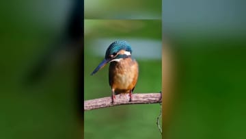 水辺のカワセミ、ハチにまとわりつかれ狩りを断念　中国内モンゴル自治区