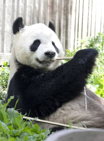 パンダのリーリー、ふるさと中国四川省で元気な姿