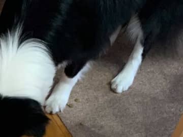 占いで『１位』になった飼い主　次の瞬間…「ごめん笑った」「これは大変」