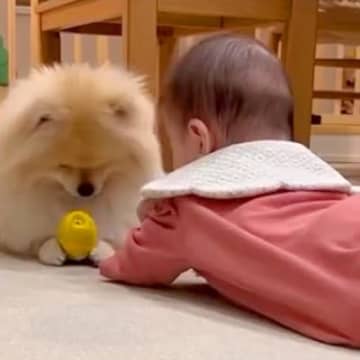 赤ちゃんと犬が一緒に暮らしたら…１年後→あまりにも尊い『成長記録』が16万再生「一緒に子育てしてくれてる」「距離感が理想的」と称賛