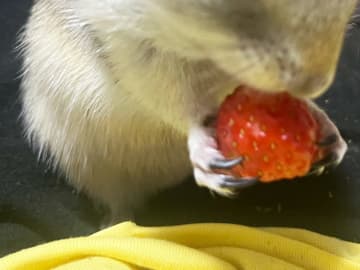 飼い主「それどういう感情？」　イチゴを与えた結果に「玄人だ…」「この顔よ」