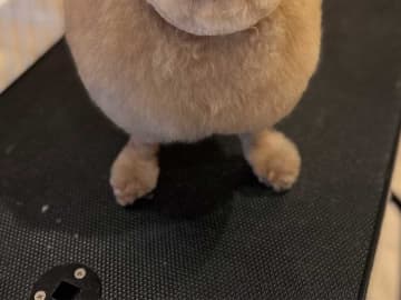 トリミング直後の犬　あまりに丸すぎる姿に「笑っちゃった」「ヒツジかな？」