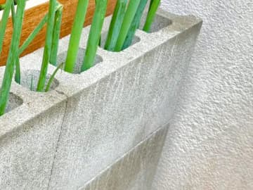 ベランダで長ネギを育てた結果…　約２週間の変化に「すげえ！」「結末が楽しみ」