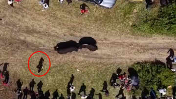 1000人の群衆めがけて牛が突進…闘牛大会でまさかの場外乱闘　ボスニア・ヘルツェゴヴィナ