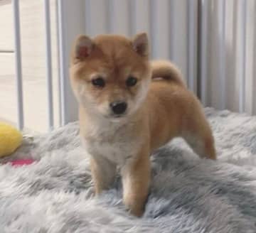 あどけない顔とコロコロの体型が可愛い柴の子犬→1年後の「態度がでかくなった姿」に思わずクスッ！