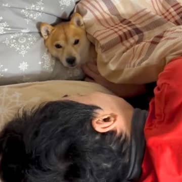 『ガンを患っている夫』闘病生活の最中、2匹の犬が…涙腺崩壊する『いつでもそばで見守る光景』に「尊い、泣けてきた」「一心同体」と反響