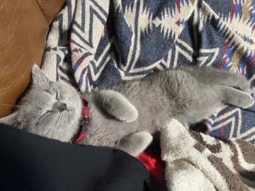 片手で収まるほどの小ささだった子猫→2年後には「両腕で抱えてはみ出すサイズ」に！　成長ぶりにほっこり