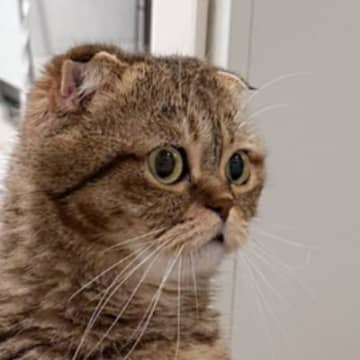 飼い主さんが長風呂をしていたら、猫が心配して…まさかの姿に「呆然と立ち尽くしてるｗｗ」「ありえないものを見たときみたい」と24万表示