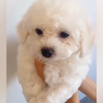 『ふわふわの子グマのような赤ちゃん犬』を飼った結果→尊い成長と『3年後の姿』が125万再生「まん丸で可愛すぎる」「飛行犬も素敵」と絶賛
