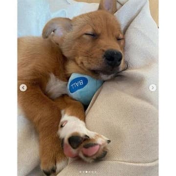 保護施設で生まれた子犬と家族になり、もうすぐ2年→先住犬と良い影響を与え合いながら“心強い相棒”へと成長！