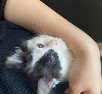保護して1日目なのに人懐っこすぎる子猫→4才の現在、「オッドアイとモフモフボディ」が魅力的なコに成長！