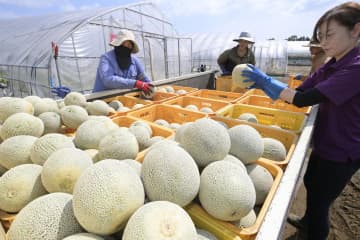 山盛り、春メロン　「果肉の滑らかさ味わって」　茨城・鉾田で収穫ピーク