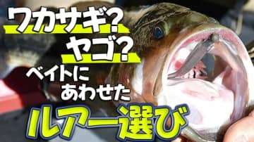 【本日オンラインセミナーの大津さん！】ワカサギ食いバスとヤゴ食いバス。それぞれにあわせたルアーとは？【ハリネズミも登場！】