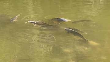 「いた！」「真っ黒な影が追ってきて…」釣れればレコードサイズの魚影を発見！デカバスハンターは仕留められたのか…？