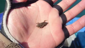 「最近コレばっかり食べてる…」暖かくなり、虫たちが動き出す時間帯。そんなときに魚が食べているモノとは？