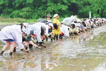 農業触れ自然学ぼう　小学生ら田植え体験　さいたま市緑区