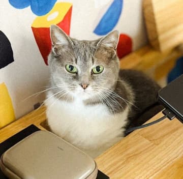 配線用の穴を見つけて入り込む愛猫→どんな理由から？ 獣医師に聞いてみた