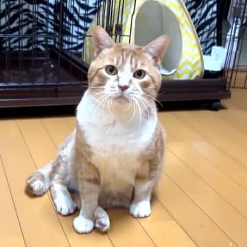 野良猫を保護して３日→家の中でお気に入りスポットが増え、そして…まさかの『感激してしまう瞬間』に「ビックリした」「完全に家猫だね」