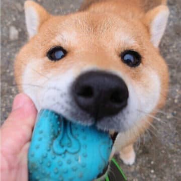 犬見知りをする犬としない犬の特徴は？ 他の犬が苦手な場合の対応方法も