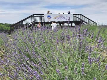 千年の苑を彩る花の祭典、「らんざんラベンダーまつり」開催決定！