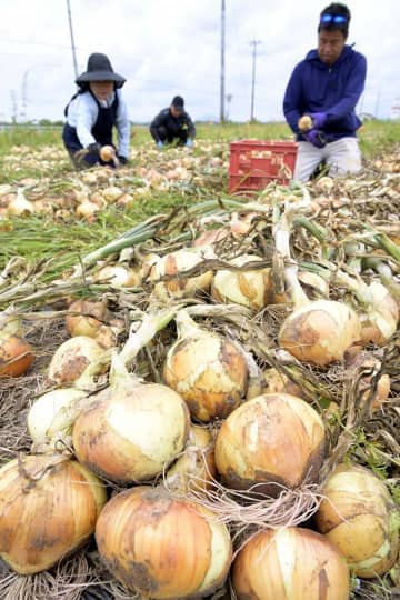沖洲タマネギ最盛期　甘くて柔らか　関東甲信越へ出荷　茨城・行方