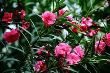 隣人からもらった植物は猛毒だった…人気漫画の作者が驚愕、それでも「キョウチクトウ」が愛される理由