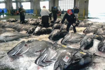生のクロマグロ、境港に初水揚げ　鳥取、225キロの大物も