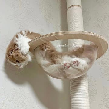 キャットタワーのボウルの中で伸びる猫が話題！ なぜ猫は液体になるの？｜獣医師解説