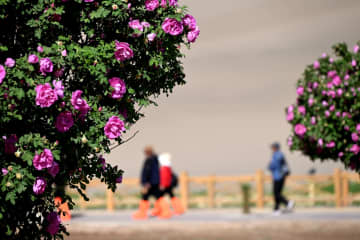 鳴沙山・月牙泉風景区でバラが見頃　中国甘粛省敦煌市