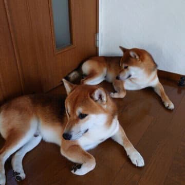 犬同士のしぐさが「シンクロ」することはある？獣医師が解説