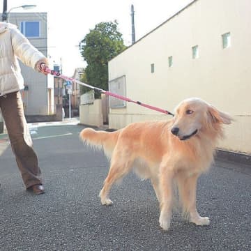 散歩中の引っ張り、留守中のそそう……じつは飼い主さんが愛犬を勘違いさせていた！？