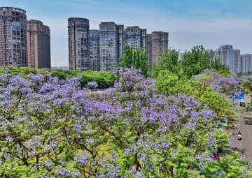 中国・成都市でジャカランダが見頃