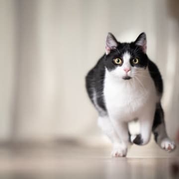 猫が『いきなり全力疾走』する4つのワケ　この行動、ちゃんと名前があるの知ってますか？