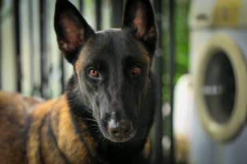 犬40匹がNYのアパートから救出される。「戸棚の中や家具の裏に押し込められていた」