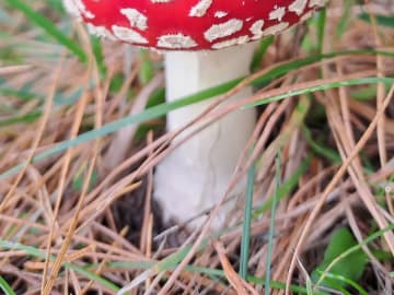 夫「パーフェクトなキノコ見つけた」　呼ばれた方に向かうと…？