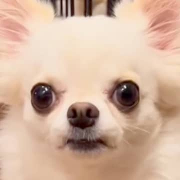 両親が極小サイズの犬→小さいまま育つのかと思ったら…まさかの『脅威の成長をとげた姿』が20万再生「愛情たっぷり」「可愛すぎて困る」