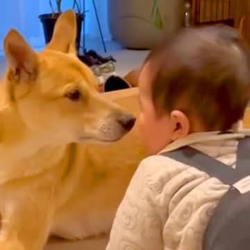 お父さんが帰宅したら、遊んでいた赤ちゃんと保護犬が…猛スピードすぎる『お出迎え光景』に「すっかり仲良し」「ほっこり」の声