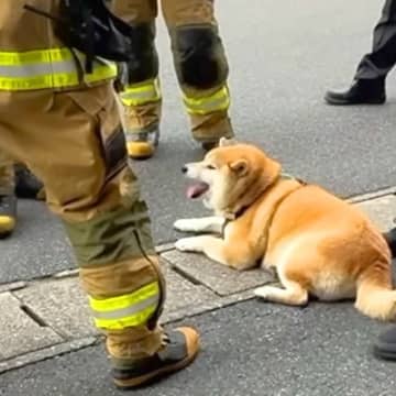 『消防士さんが集まってる』と思ったら、散歩していた犬が…まさかの光景と神対応が50万再生「馴染んでて草」「しれっと混じってるｗ」