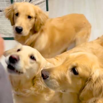パパとママが『大型犬３頭の名前を呼んだ』結果…コントのような『態度が違いすぎる光景』が61万再生「全員同じ名前で草」「可愛いｗ」と爆笑