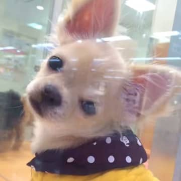 『9800円で売れ残っていた犬』家族の反対を押し切って飼った結果…当時が嘘のような光景に涙が出ると59万再生「お顔が全然違う」と反響